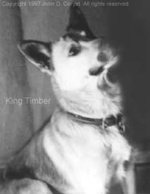  [ King Timber ]