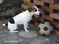 Dog and Ball - a portrait