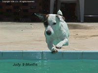 Flying Wet Dog!